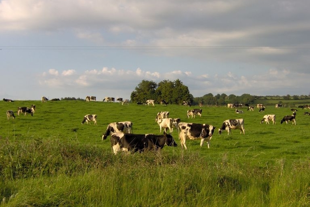 Weidende Kühe auf einer Wiese in Irland
