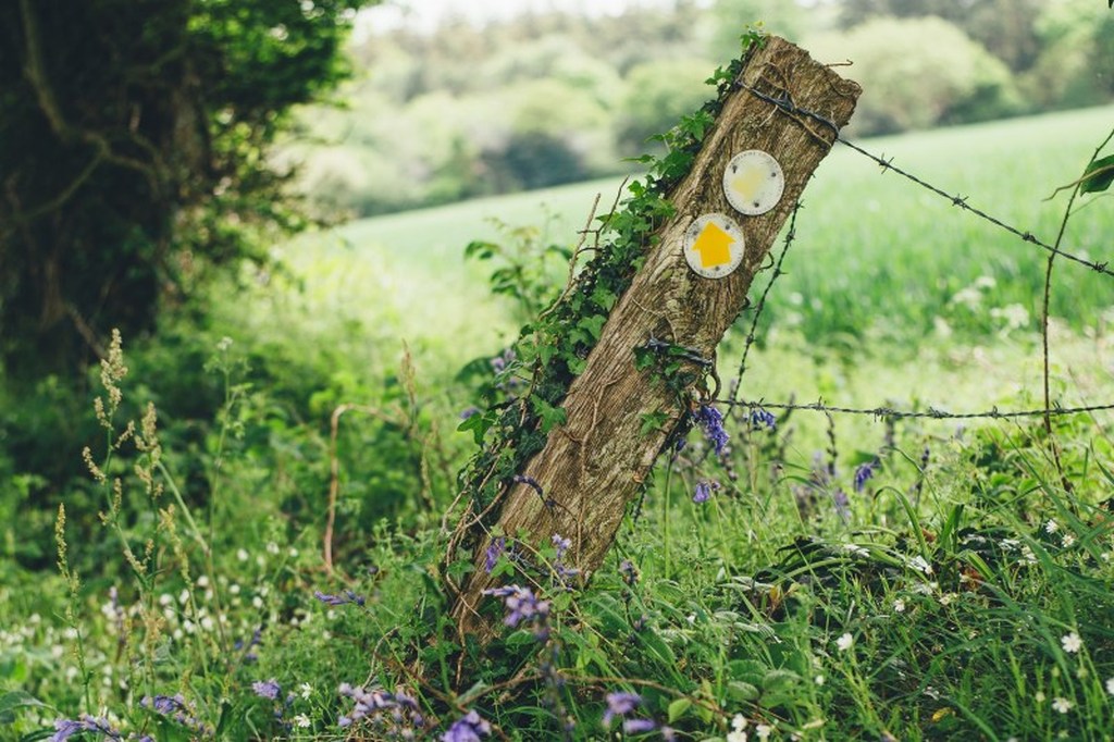 Überwucherte Feldbegrenzung