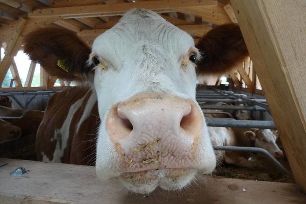 Kuh, die in die Kamera guckt