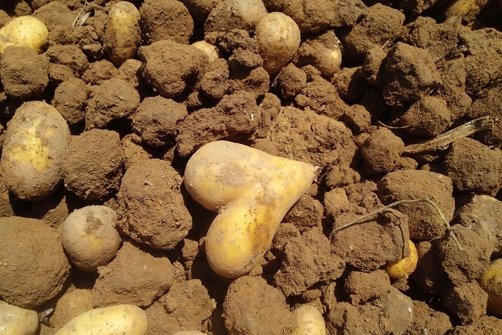 Kartoffel in Herzform auf einem Acker