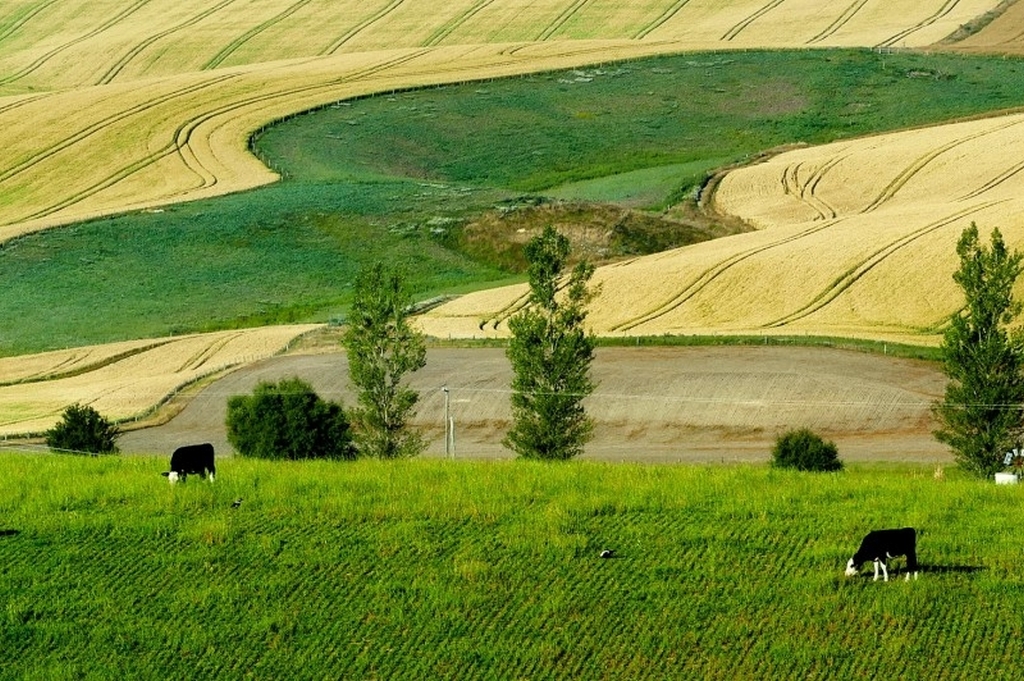 Zwei Kühe auf ansonsten tierleeren Feldern in einer hügeligen Landschaft in Neuseeland 