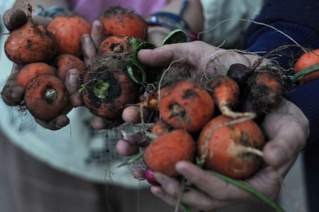 Vier Hände halten frisch geerntete Möhren, an denen noch Erde klebt
