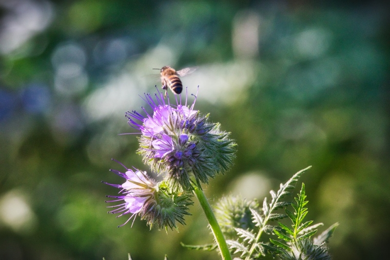 Biene im Abflug von einer blau-lila Wildblume
