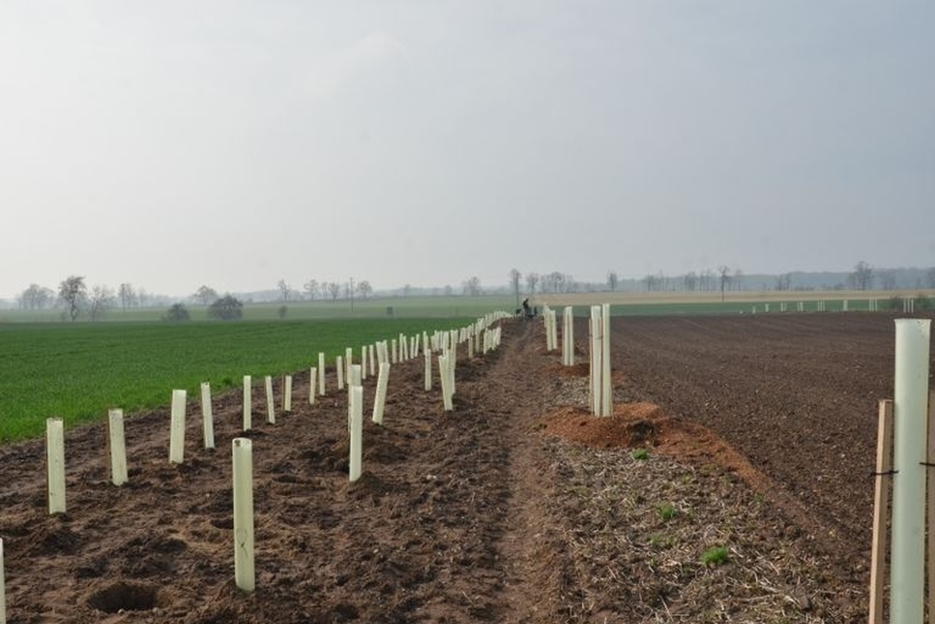 Anpflanzen von Bäumen auf Ackerstreifen