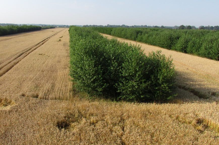 Grünstreifen auf einem abgemähten Feld