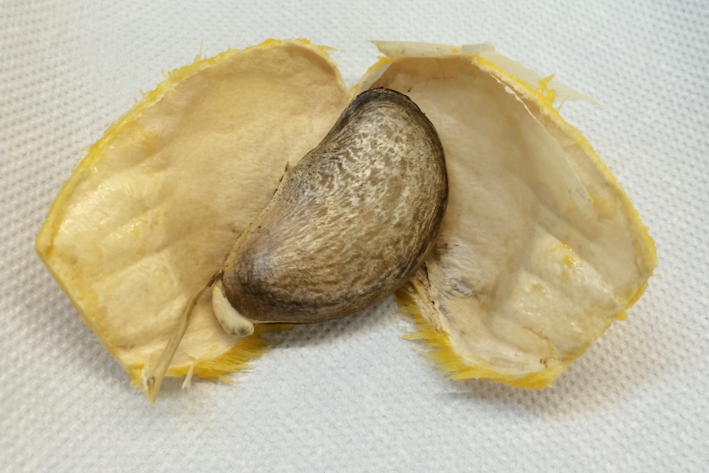 Mangosamen in Mangokern