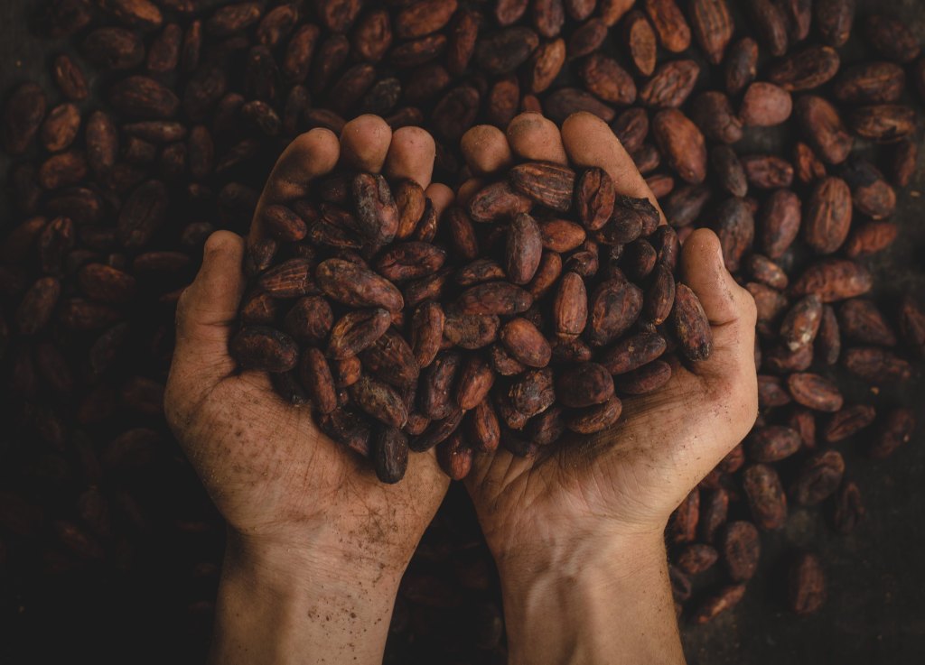 Hände, die Kakaobohnen halten