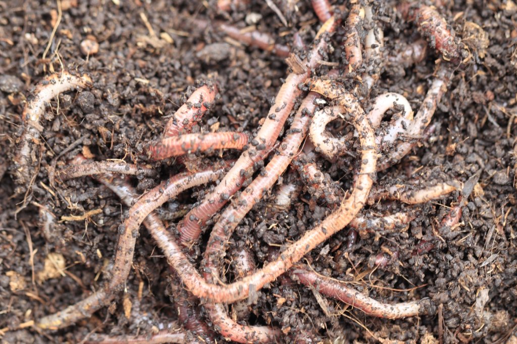 Würmer im Erdreich