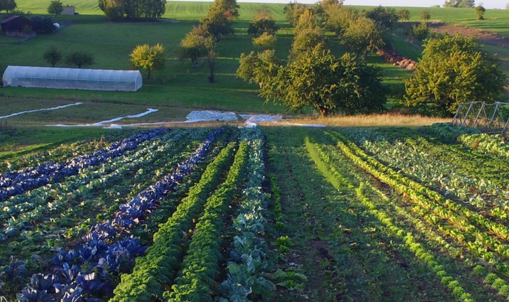 Acker, Landwirtschaftlicher Anbau 