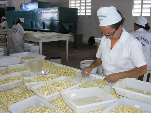 Arbeiterin mit Cashew-Nüssen