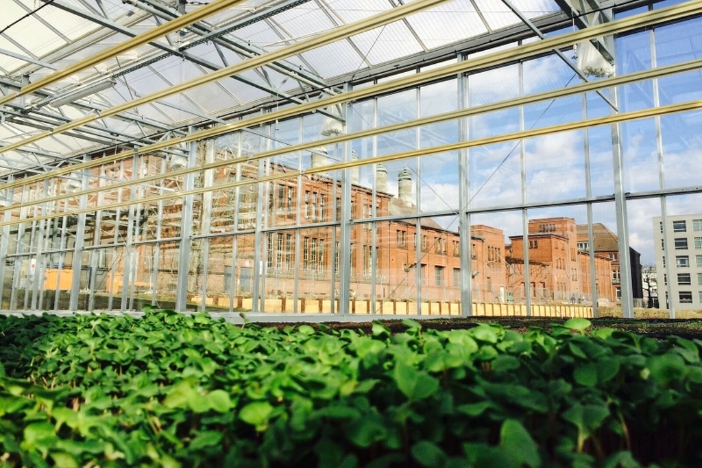 über ein bepflantztes Beet hinweg blickt der Betrachter durch Glasscheiben hinaus auf ein Gebäude