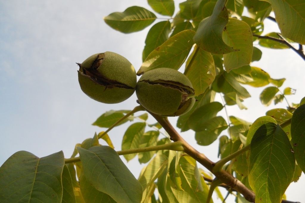 Zwei Walnüsse hängen in aufgeplatzter Schale an einem Baum, dahinter blauer Himmel