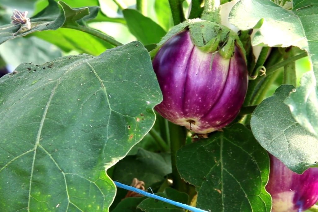 Runde Aubergine in einem kräftigen lila an der Pflanze. 