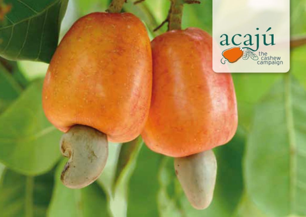 Cashews am Baum
