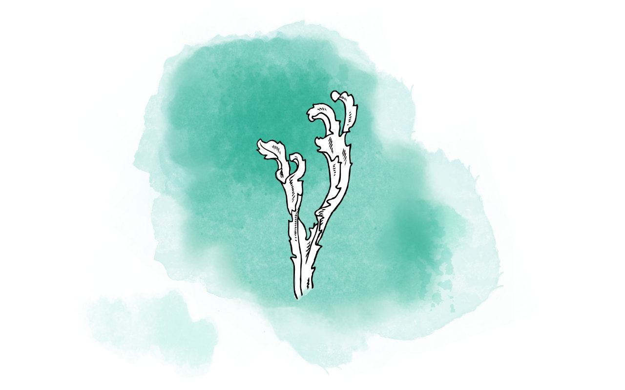 Alternative Proteinfuttermittel