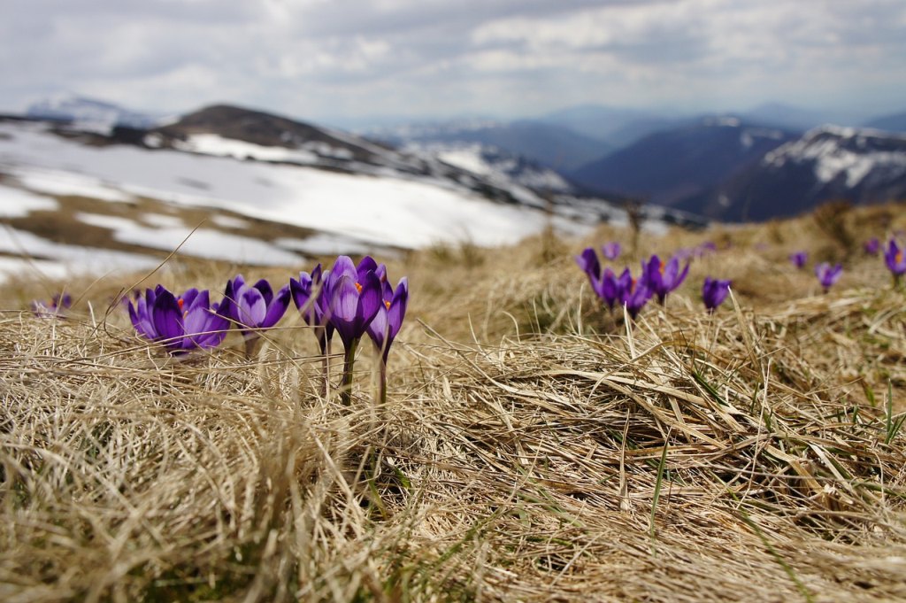 Lila blühender Krokus, Berge im Hintergrund