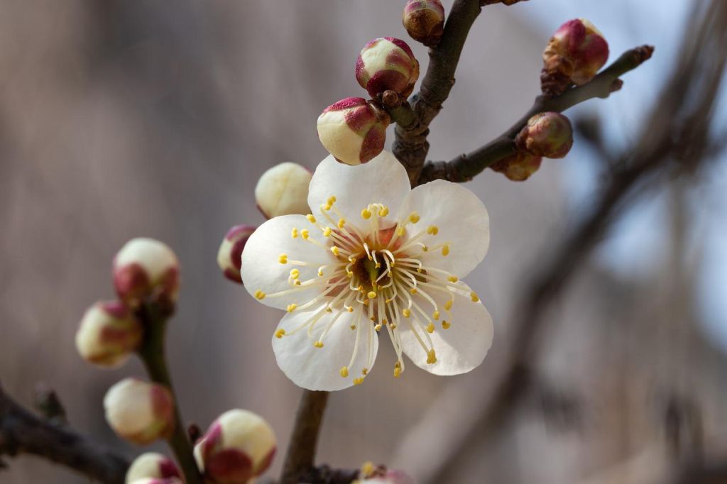 spring, tree, nature