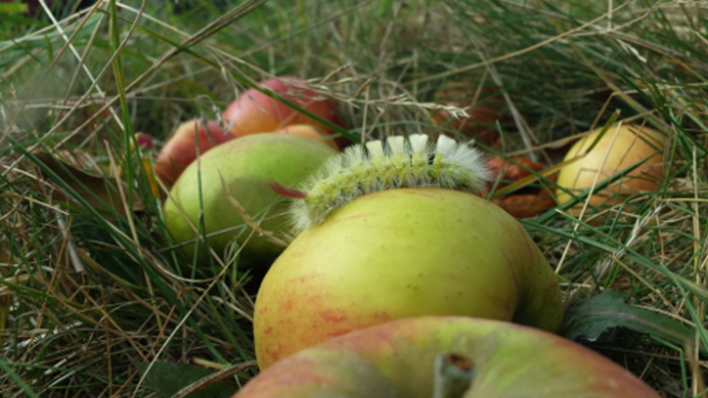 Raupe auf Äpfeln
