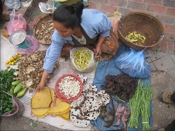 Aufnahme von oben, Frau auf einem Tuch mit einer Vielzahl von Schüssel vor sich, in denen auch Insekten zu erkennen sind