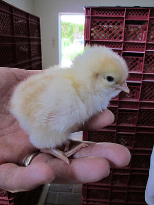 Küken auf einer Hand