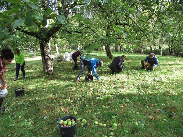 Menschen beim Aufsammeln von Äpfeln 