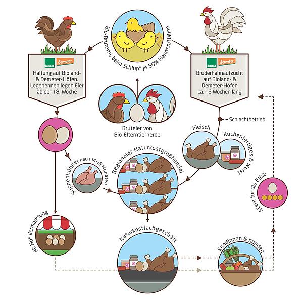 Schaubild zur Nutzung von Huhn und Hahn