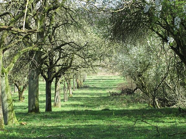 Streuobstwiese