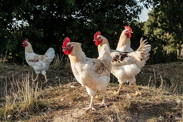 Hähne im Freien