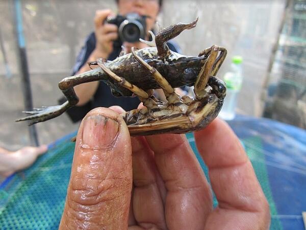 eine Hand hält zwei der Riesenwasserwanzen in die Kamera 