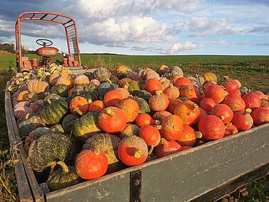 Kürbisse auf einem Anhänger 
